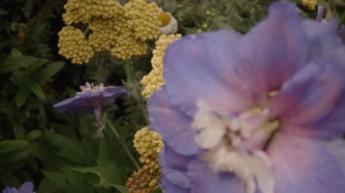 Pan up long purple flower stem in garden