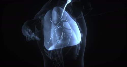 3D Animation of Human Lungs and Respiratory System in X-ray Style