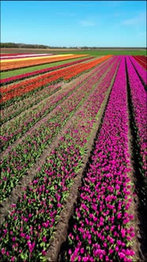 Colorful Tulip Fields in Flevoland During Spring Showcasing Vibrant Floral Beauty in the Netherlands
