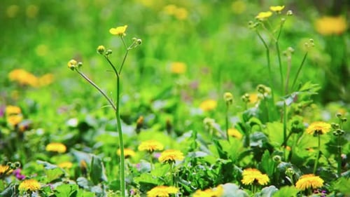A field of yellow wildflowers