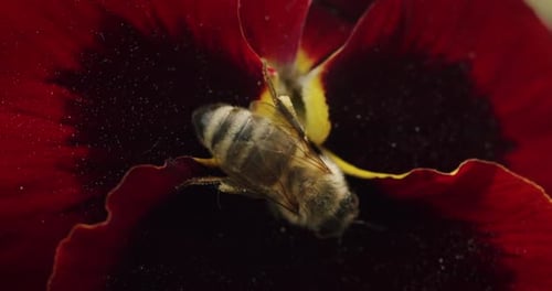 Macro shot of a honeybee collects pollen and pollinates red flower in the garden