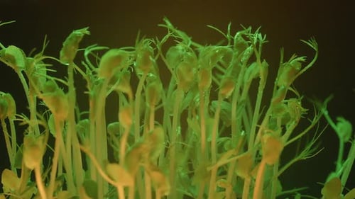 Colorful Sprouts Under Dynamic Lighting