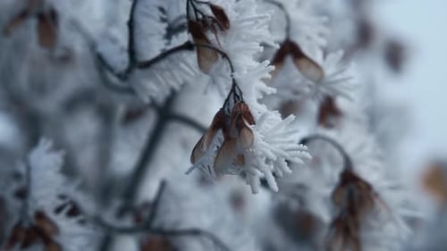 Dried plants and tree branches covered in snow on a freezing morning