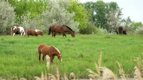 Beautiful Horses Grazing in Lush Green Meadow During Daytime