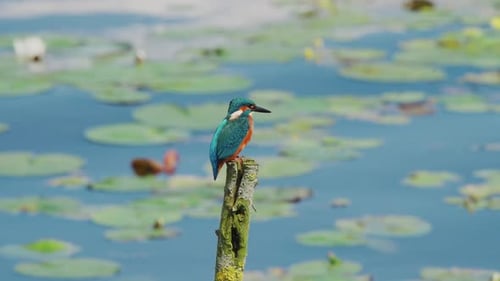 Vue au ralenti du martin-pêcheur en Frise, aux Pays-Bas, perché au-dessus d'un étang avec des nénuphars en arrière-plan