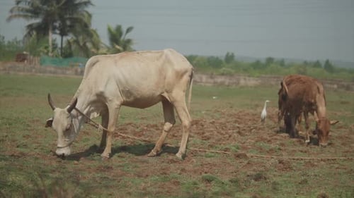 Static slow motion handheld shot of grazing cows on a dry field tied to a rope during a sunny day