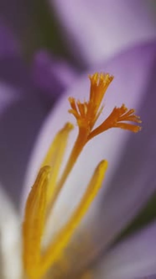 Flowering crocus spring flower