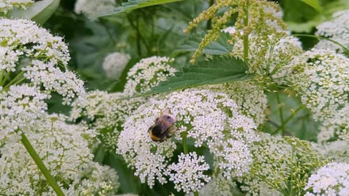 Bumble Bee Pollinating White Wildflower Blossoms in Nature
