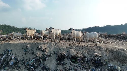 Cattle Grazing on Waste Scenery Illustrating Land Pollution Problem