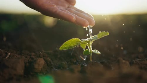 Irrigation of Sprouts in Agricultural Field Closeup of Farmer Hand and Plant Growing Plants and