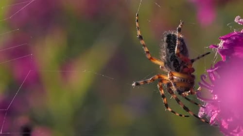 Eine schöne Vogelspinne mit farbigem Rücken