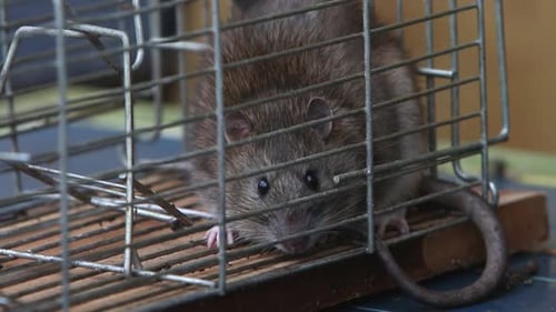 Erwachsene Braune Ratte, Rattus norvegicus, gefangen in einer Lebendfalle. Vereinigtes Königreich