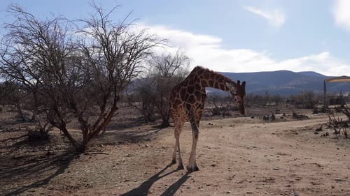 giraffe walking slomo wide view from moving vehicle dry african safari reserve