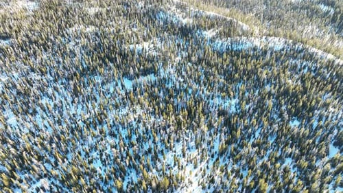 Flying over a snow covered forest in Colorado