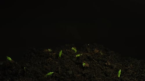 Growing seeds rising from soil time lapse 4k footage.