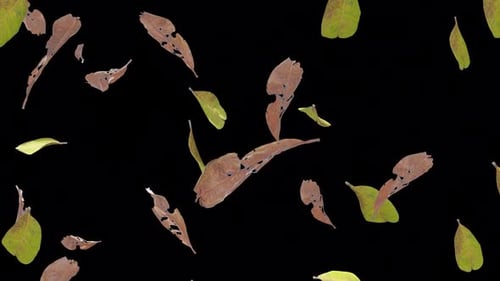 Looping Realistic Autumn Leaves Falling Animation