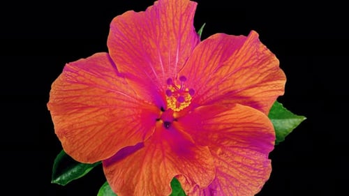 Pink Neon Hibiscus Opens Big Flower in Time Lapse. Blooming Red Plant on a Black Background