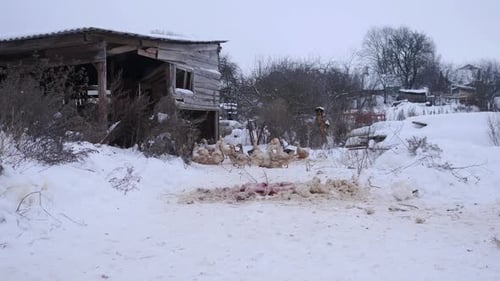 Gänsefarm in Russland, Ural, Sibirien, Weißrussland, Ukraine im Winter