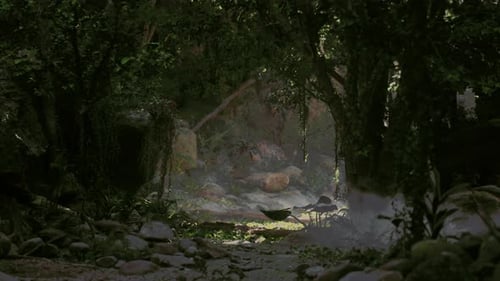 Sunlight Filtering Through New Zealand Jungle Foliage Dark Forest