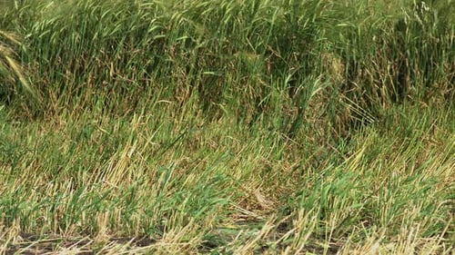 Tilt up shot of the waving grass and wheat in Slow Motion