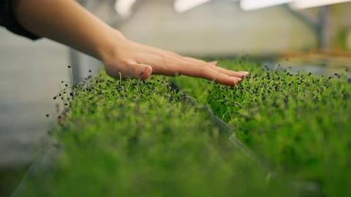 farmer or gardener checks the condition of microgreens Scientist grows plant sprouts touches