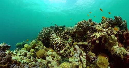 Tropical Fish and Corals Under the Sea