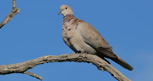 Eurasian collared dove perched against the blue sky