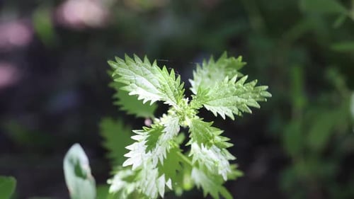 Nettle plant with green leaves growing outdoors, closeup