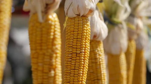 Ears of Yellow Corn Hanging in Daylight