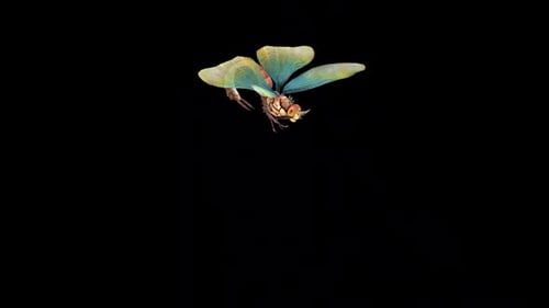 Flying 3D Dragonfly Animation with Alpha Channel
