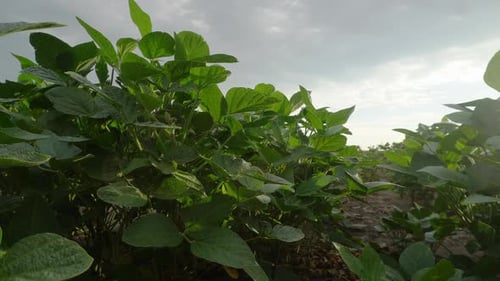 A soybean field in Argentina