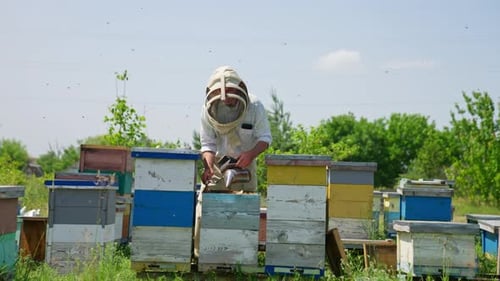 Apiculturist calming down the bees with the help of a smoker.