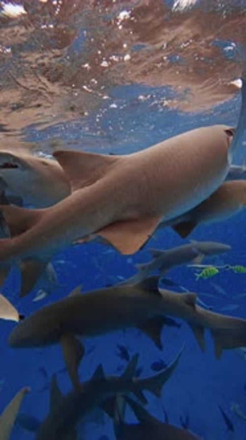 Sea Life in Tropical Sea with Group of Sharks and School of Fish Marine Life with Nurse Shark in