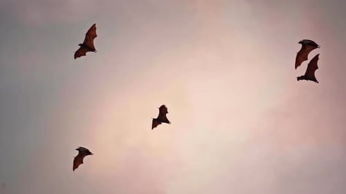 Ein Vogelschwarm fliegt vor dem Hintergrund der Wolken bei Sonnenuntergang