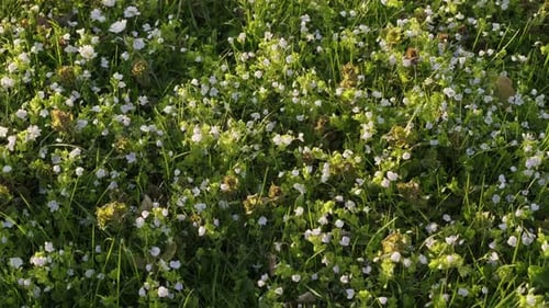 Small white spring flowers in grass lawn during sunny evening. Rotating shot - to the left.