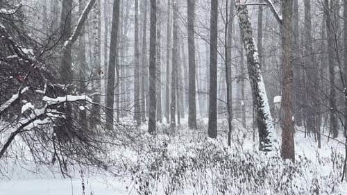A Snowstorm in a Winter Public Park It is Snowing Heavily Snowflakes are Slowly Falling Tree