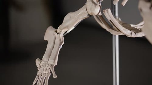 Fin bone on a Basilosaurus dinosaur skeleton on display
