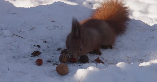 A forest squirrel picks up nuts from a tree stump covered in snow in winter.