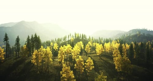 Bright Sunlight Illuminates Autumn Foliage in Forest Landscape