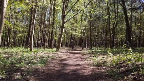 Forest path. Green trees. Flying a drone through a forest. Green forest. Slow, cinemaitic forest sho