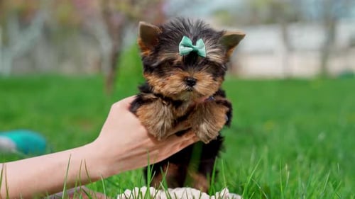 A little Yorkshire Terrier Puppy Sits in the arms of a girl against the background of green grass