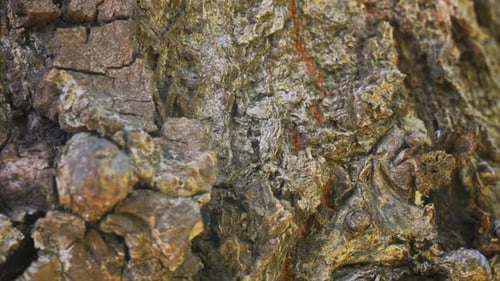 Detailed Close Up of Brown Tree Bark Texture