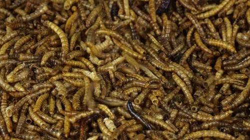 Close up of a batch of dried meal worms being added to with freshly produced product.