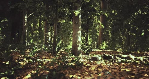 Sunlight Filtering Through Trees in a Serene Forest During Early Morning