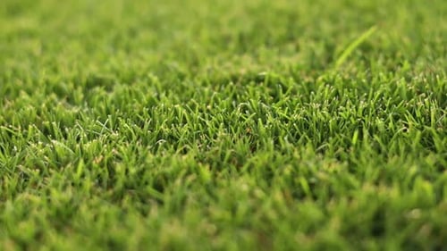 Grünes Gras in Nahaufnahme. Grünes saftiges Gras schneiden. Dicht mit Gras bewachsene Almwiese.
Feld