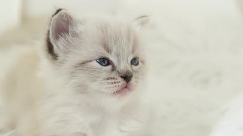 Sweet Kitten with Blue Eyes Lying on White
