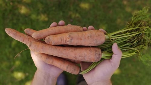 Closeup Farmer Holding Carrots in Hands Organically Grown Carrots
