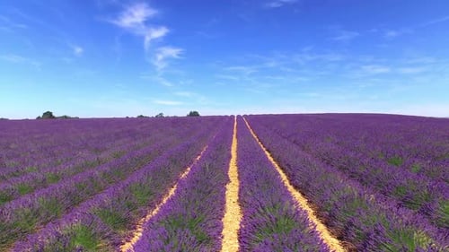 Flying above the rows of lush purple lavender