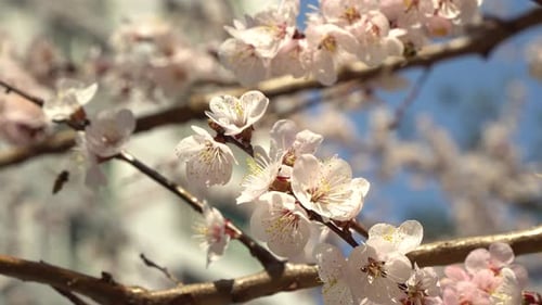 White Apricot cherry blossom flowers