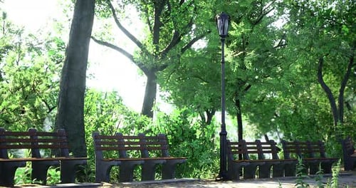 Benches Lining a Peaceful Park Pathway Surrounded By Lush Greenery
